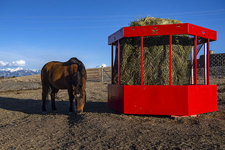 Horse And Hay Feeder